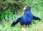 South Island takahe | Takahē. Adult with wings raised. Kapiti Island, April 2002. Image © Alex Scott by Alex Scott.