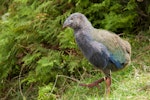 South Island takahe | Takahē. Juvenile. Maud Island, February 2012. Image © Sabine Bernert by Sabine Bernert.