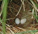 South Island takahe | Takahē. Nest with 2 eggs among Chionochloa pallens. Murchison Mountains, Fiordland. Image © Department of Conservation (image ref: 10034168) by Daryl Eason, Department of Conservation.