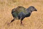 South Island takahe | Takahē. Juvenile. Tiritiri Matangi Island, March 2013. Image © Cheryl Marriner by Cheryl Marriner.