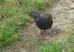 South Island takahe | Takahē. Juvenile at 4-months-old. Maud Island, February 2012. Image © James Mortimer by James Mortimer.