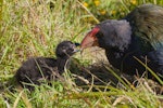 South Island takahe | Takahē. Adult feeding chick. Burwood breeding centre, February 2011. Image © Sabine Bernert by Sabine Bernert.