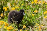 South Island takahe | Takahē. Captive-bred chick. Burwood breeding centre, February 2011. Image © Sabine Bernert by Sabine Bernert.