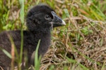 South Island takahe | Takahē. Close view of captive-bred chick. Burwood breeding centre, February 2011. Image © Sabine Bernert by Sabine Bernert.