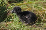 South Island takahe | Takahē. Captive-bred chick. Burwood breeding centre, February 2011. Image © Sabine Bernert by Sabine Bernert.