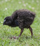 South Island takahe | Takahē. Young chick, foraging away from the parents. Maud Island, January 2013. Image © David A. Rintoul by David A. Rintoul.