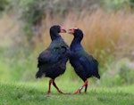 South Island takahe | Takahē. Courting pair, male on left. Kapiti Island, November 2016. Image © Geoff de Lisle by Geoff de Lisle.