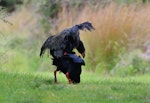 South Island takahe | Takahē. Mating pair. Kapiti Island, November 2016. Image © Geoff de Lisle by Geoff de Lisle.