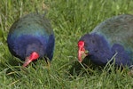 South Island takahe | Takahē. Adults eating grass. Tiritiri Matangi Island, August 2012. Image © Glenda Rees by Glenda Rees.