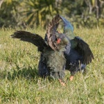 South Island takahe | Takahē. Two females fighting. Tiritiri Matangi Island, July 2015. Image © Martin Sanders by Martin Sanders.