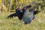 South Island takahe | Takahē. Two females fighting, male watching on. Tiritiri Matangi Island, July 2015. Image © Martin Sanders by Martin Sanders.