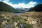 South Island takahe | Takahē. Takahe habitat in Takahe Valley. Takahe Valley, Murchison Mountains, Fiordland, February 1973. Image © Department of Conservation (image ref: 10042272) by Rod Morris, Department of Conservation.