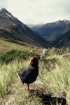 South Island takahe | Takahē. Adult in Takahe Valley. Takahe Valley, Murchison Mountains, Fiordland. Image © Department of Conservation (image ref: 10062699) by Chris Rance, Department of Conservation.