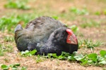 South Island takahe | Takahē. Adult resting. Tiritiri Matangi Island, March 2013. Image © Cheryl Marriner by Cheryl Marriner.