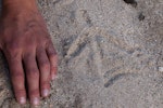 South Island takahe | Takahē. Footprint in sand. Fiordland National Park, December 2011. Image © Sabine Bernert by Sabine Bernert.