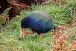 South Island takahe | Takahē. Adult feeding. Orokonui Ecosanctuary, August 2015. Image © Leon Berard by Leon Berard.