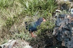 South Island takahe | Takahē. Adult in Takahe Valley. Miller Peaks, Murchison Mountains, Fiordland, March 1973. Image © Department of Conservation (image ref: 10031610) by Rod Morris, Department of Conservation.