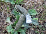 South Island takahe | Takahē. Tahahe droppings. Maud Island, February 2012. Image © James Mortimer by James Mortimer.