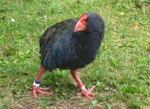 South Island takahe | Takahē. Adult turning head. Maud Island, February 2012. Image © James Mortimer by James Mortimer.