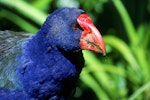 South Island takahe | Takahē. Adult. Kapiti Island, January 1995. Image © Albert Aanensen by Albert Aanensen.