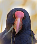 South Island takahe | Takahē. Adult - close-up of beak. Perry Saddle, Heaphy Track, January 2021. Image © Bradley Shields by Bradley Shields.