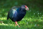 South Island takahe | Takahē. Adult. Maud Island, January 2013. Image © Sabine Bernert by Sabine Bernert.