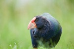 South Island takahe | Takahē. Adult front profile. Karori Sanctuary / Zealandia, December 2011. Image © Sabine Bernert by Sabine Bernert.