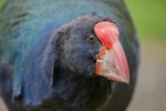 South Island takahe | Takahē. View of adult showing bill shield. Karori Sanctuary / Zealandia, December 2011. Image © Sabine Bernert by Sabine Bernert.