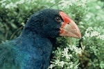 South Island takahe | Takahē. Close view of adult head. Dana Peaks, Murchison Mountains, Fiordland, April 1975. Image © Department of Conservation (image ref: 10030905) by Rod Morris, Department of Conservation.