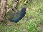 South Island takahe | Takahē. Adult with leg bands. Maud Island, February 2011. Image © James Mortimer by James Mortimer.