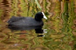 Australian coot. Adult on water. Lake Rotoiti, December 2007. Image © Peter Reese by Peter Reese.