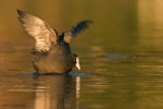 Australian coot. Adult showing underwing. Lake Rotoehu, August 2006. Image © Neil Fitzgerald by Neil Fitzgerald.