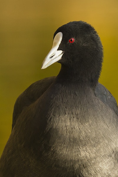 Australian coot. Close view of adult head. Central Otago, May 2012. Image © Glenda Rees by Glenda Rees.