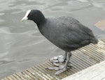 Australian coot. Adult standing. Lake Rotoroa, Hamilton, January 2012. Image © Alan Tennyson by Alan Tennyson.