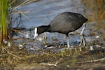 Australian coot. Adult wading. Lake Okareka. Image © Noel Knight by Noel Knight.