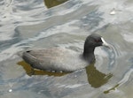 Australian coot. Immature on water. Lake Rotoroa, Hamilton, January 2012. Image © Alan Tennyson by Alan Tennyson.