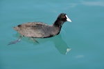 Australian coot. Adult swimming. Ohau Canal, Twizel, May 2015. Image © Shellie Evans by Shellie Evans.