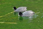 Australian coot. Adults on water. Western Springs, Auckland. Image © Noel Knight by Noel Knight.