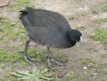 Australian coot. Immature walking. Lake Rotoroa, Hamilton, January 2012. Image © Alan Tennyson by Alan Tennyson.