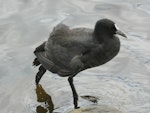 Australian coot. Immature stretching. Lake Rotoroa, Hamilton, January 2012. Image © Alan Tennyson by Alan Tennyson.