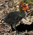 Australian coot. Chick. Wanganui, December 2010. Image © Ormond Torr by Ormond Torr.