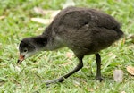 Australian coot. Juvenile. Wanganui, January 2011. Image © Ormond Torr by Ormond Torr.