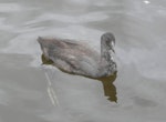 Australian coot. Juvenile on water. Lake Rotoroa, Hamilton, January 2012. Image © Alan Tennyson by Alan Tennyson.