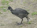 Australian coot. Juvenile. Lake Rotoroa, Hamilton, January 2012. Image © Alan Tennyson by Alan Tennyson.