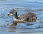 Australian coot. Juvenile with prey item. Lake Okareka, Rotorua, February 2021. Image © Nicole Baker by Nicole Baker.