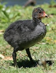 Australian coot. Large chick. Wanganui, November 2007. Image © Ormond Torr by Ormond Torr.