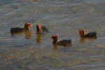 Australian coot. Four chicks swimming. Lake Rotoiti, December 2012. Image © Peter Reese by Peter Reese.