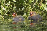 Australian coot. Two chicks swimming. Christchurch, October 2012. Image © Steve Attwood by Steve Attwood.