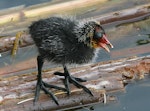 Australian coot. Chick showing feet. Wanganui, February 2009. Image © Ormond Torr by Ormond Torr.