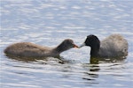 Australian coot. Adult feeding half-grown chick. Styx Mill Conservation Reserve, Christchurch, November 2012. Image © Steve Attwood by Steve Attwood.